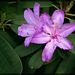 Rhododendron: The 102nd Flower of Spring & Summer