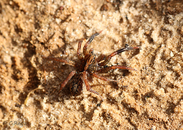 Wolf Spider