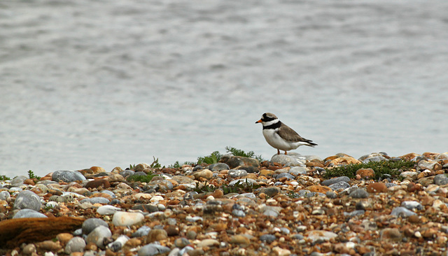 Covert Ringed Plover 1/5