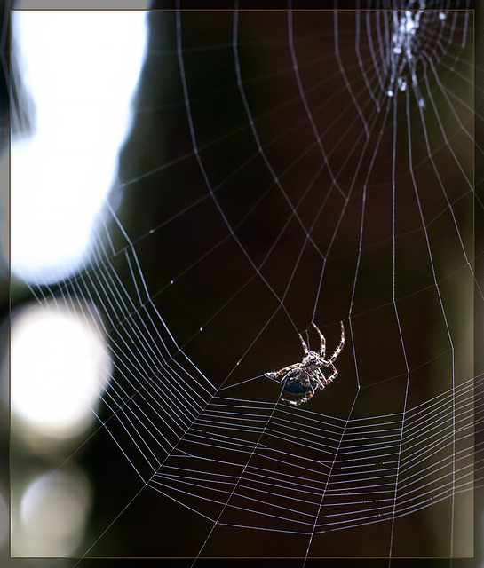 Find the Diamond! Orb Weaver at Jedediah State Park