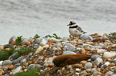 Covert Ringed Plover 3/5