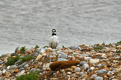 Covert Ringed Plover 2/5