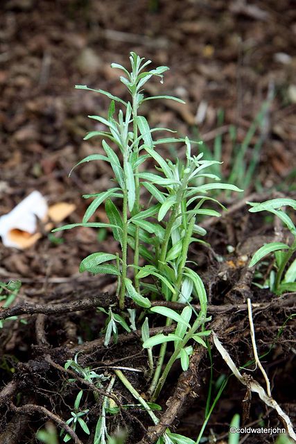 Weed ID?