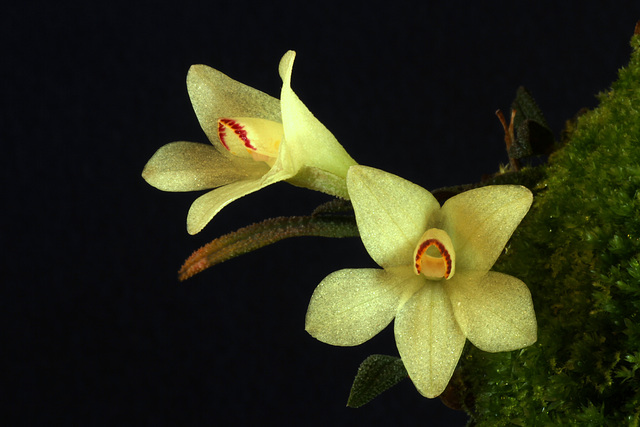 Dendrobium cuthbertsonii var. semi-alba Dendrobium cuthbertsonii var. semi-alba