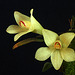 Dendrobium cuthbertsonii var. semi-alba