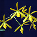 Epidendrum conopseum x vitellinum