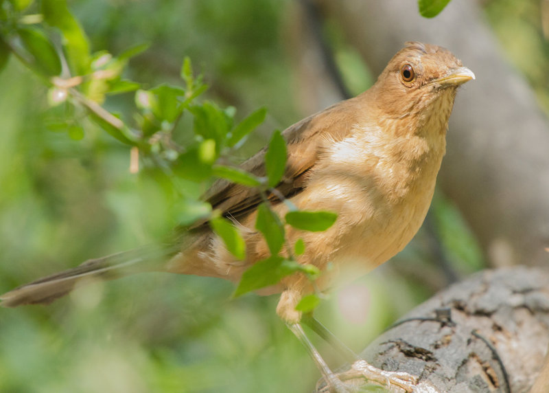 Clay-Colored Thrush