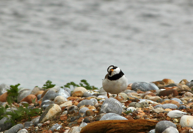 Covert Ringed Plover 4/5