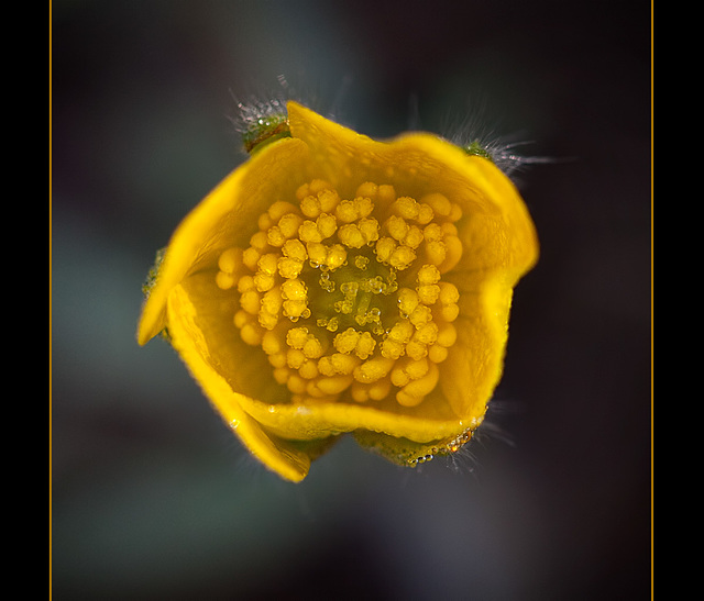 Frosted Buttercup From Above