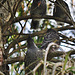 wattlebird chicks