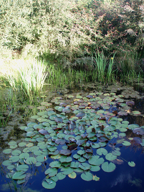 water lillies