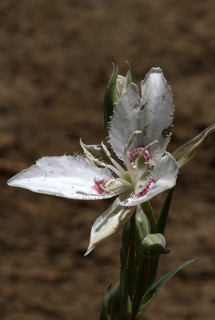 Lyall's Mariposa (Calochortus lyallii) Lyall's Mariposa (Calochortus lyallii)