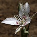 Lyall's Mariposa (Calochortus lyallii)