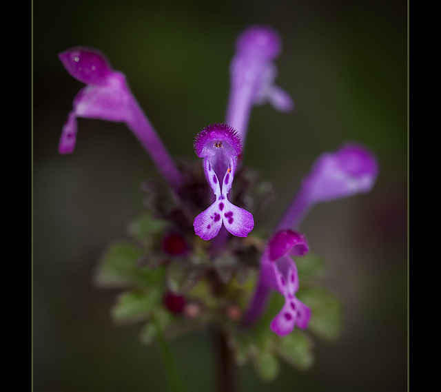 Henbit Deadnettle Blossom