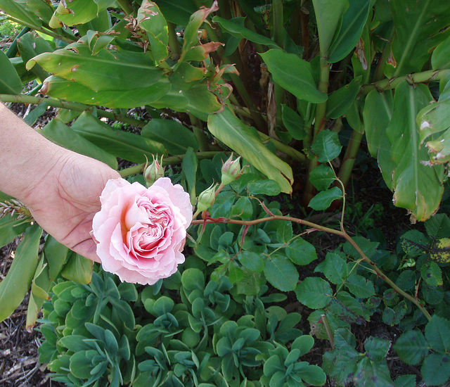 Sandy's favourite rose