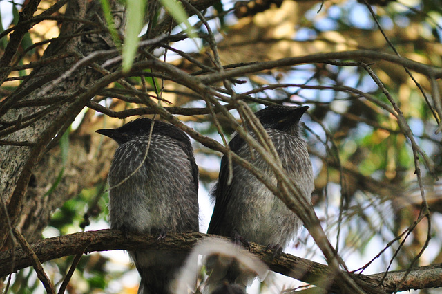 wattlebird chicks