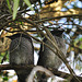 wattlebird chicks