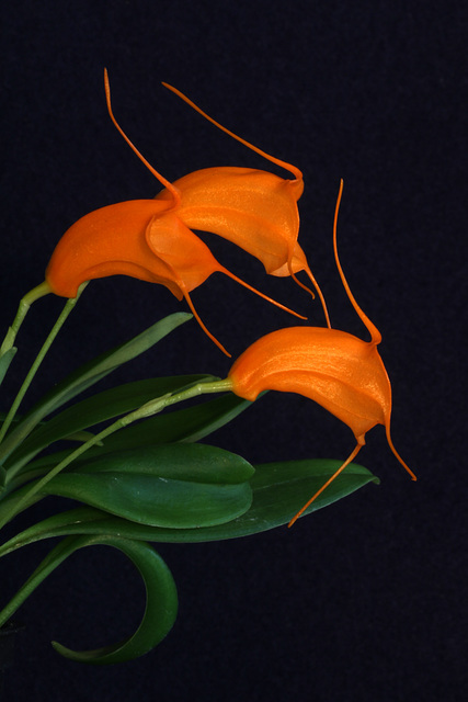 Masdevallia hirtzii