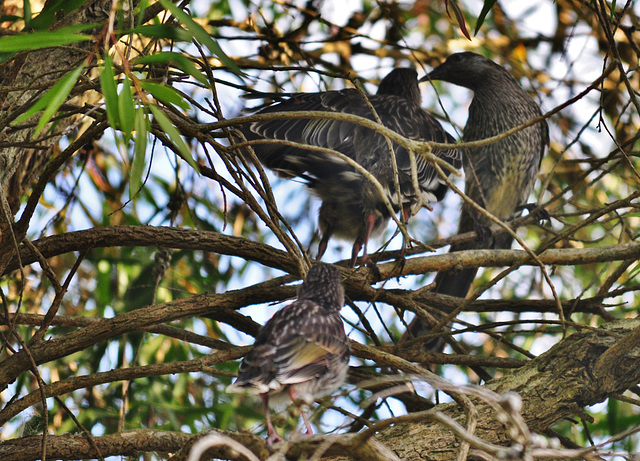 wattlebird chicks