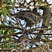 wattlebird chicks