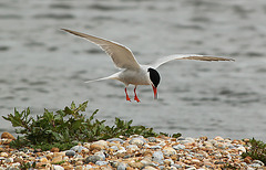 Common Tern Landing