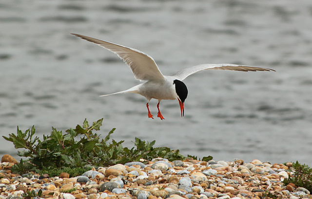 Common Tern Landing