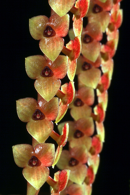 Stelis purpurascens