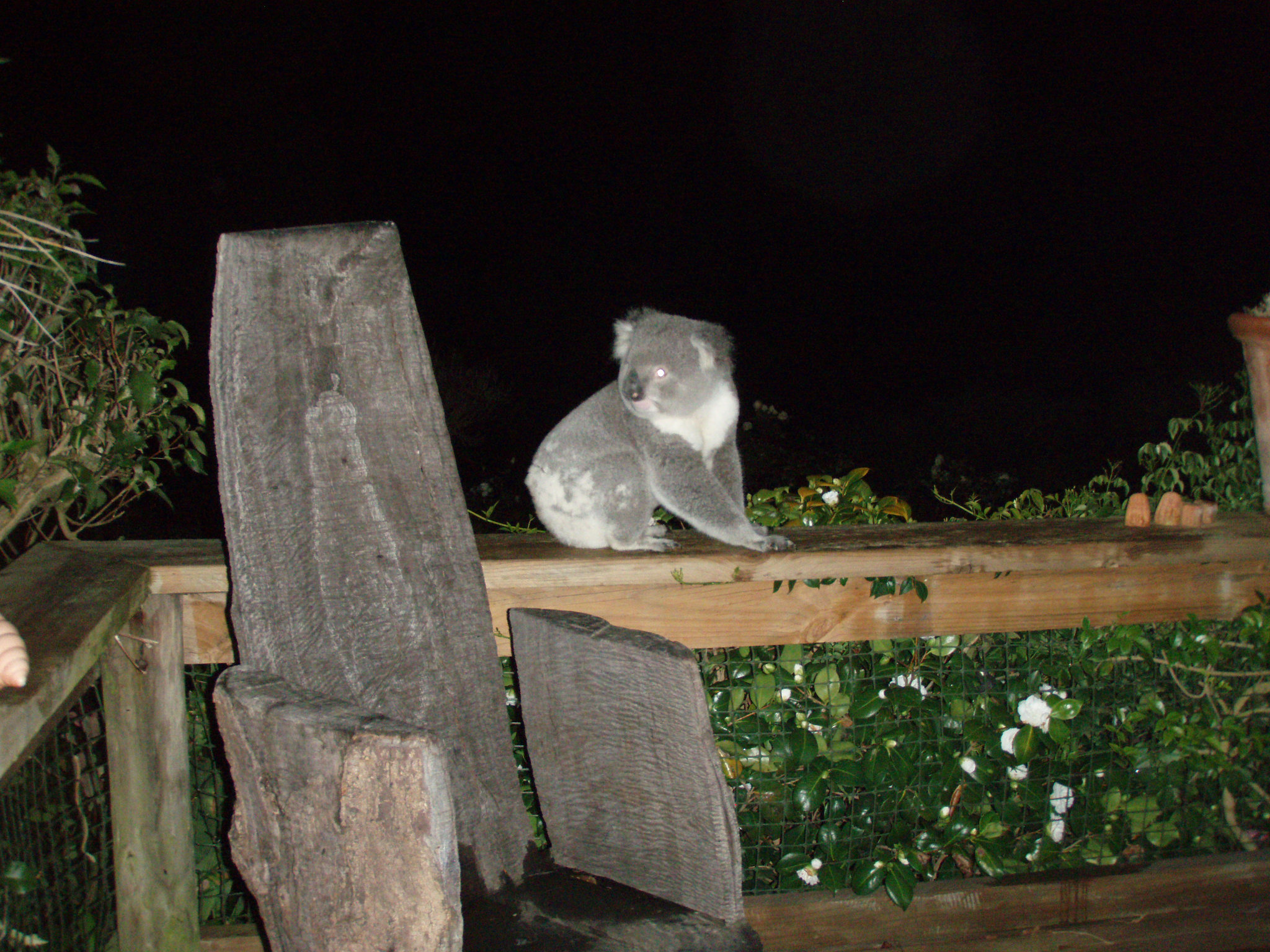 koala on our decking