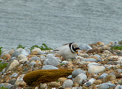 Covert Ringed Plover 5/5