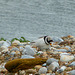 Covert Ringed Plover 5/5