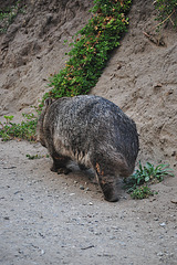 wombat at the Prom