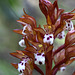 Spotted Coralroot (Corallorhiza maculata var. maculata)