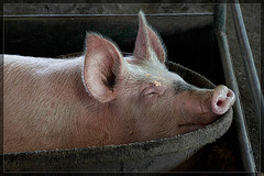 Jackson County Fair: Bucket o' Pork