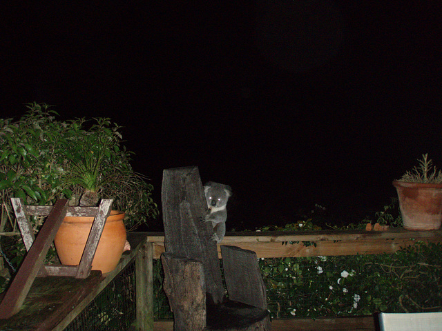 koala on our decking