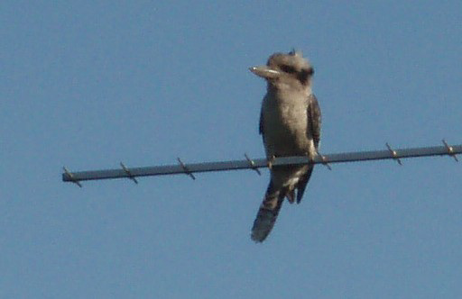 kookaburra on the aerial