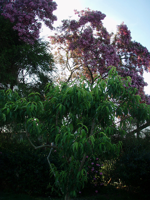 nectarine tree and pink blossom