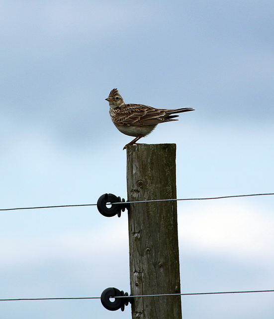 Skylark