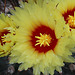 Astrophytum capricorne