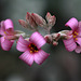 Kalanchoe pumila