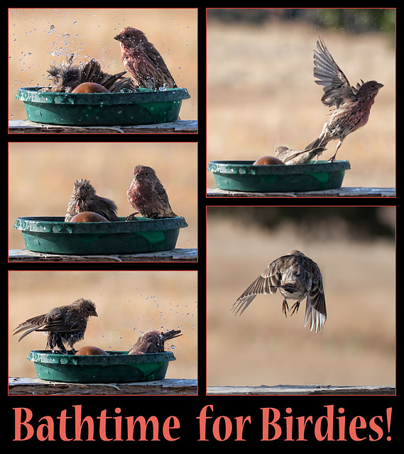 Bathtime for Birdies!