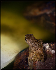 Lucky's Pond: Froglet Pile