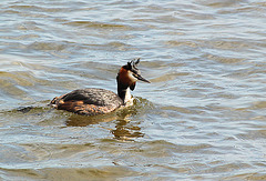 Great Crested Grebe