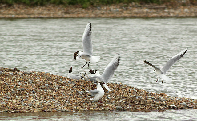 Black-headed Gull with Black-headed Chick 1