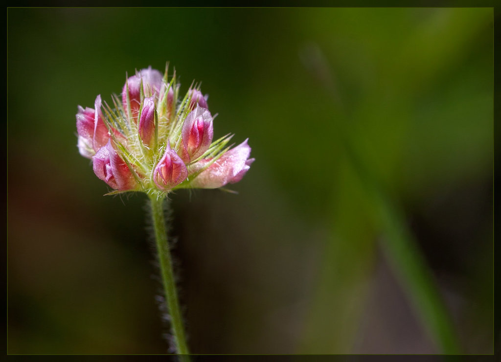 Tomcat Clover: The 101st Flower of Spring & Summer!