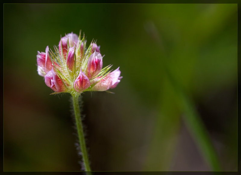 Tomcat Clover: The 101st Flower of Spring & Summer!