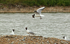Black-headed Gull with Black-headed Chick 2