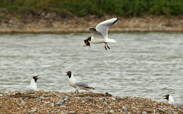 Black-headed Gull with Black-headed Chick 2 Black-headed Gull with Black-headed Chick 2
