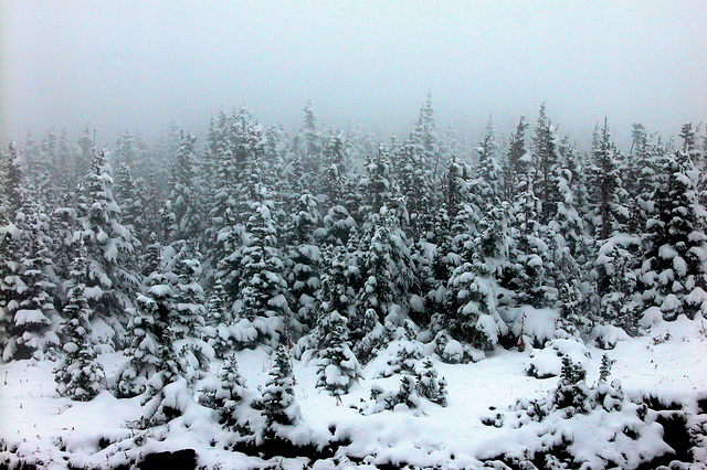 Snow and fog in the mountains of Montana