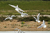 Herring Gull with Tern Chick