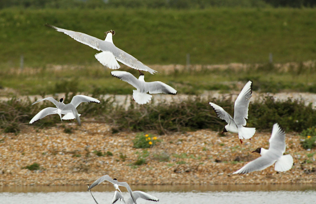 Herring Gull with Tern Chick